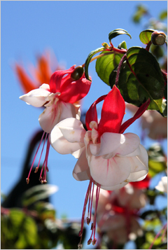 Herzlich Willkommen auf Madeira - Hier finden Sie Informationen zum Buchungsablauf auf Madeira-Exklusiv.de