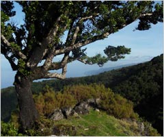 Herzlich Willkommen auf Madeira - Hier finden Sie atraktive Angebote an Hotels , Ferienhäusern, Apartments, Flüge, Mietwagen etc